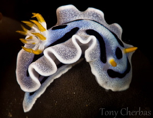 Diana's Chromodoris by Tony Cherbas 